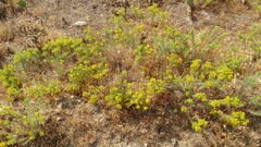 Deinandra clementina