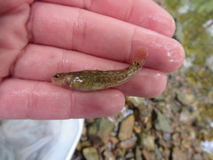 Etheostoma squamiceps