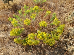 Deinandra clementina