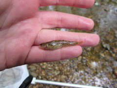 Etheostoma squamiceps