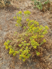 Deinandra clementina