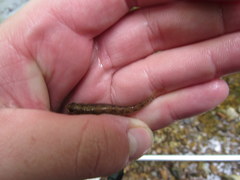 Etheostoma squamiceps