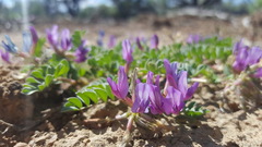 Astragalus iodanthus