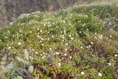 Calystegia macrostegia amplissima