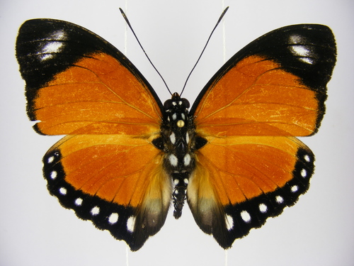 Common Orange Forester