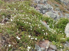 Calystegia macrostegia amplissima