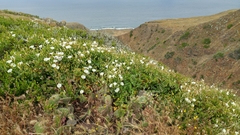 Calystegia macrostegia amplissima
