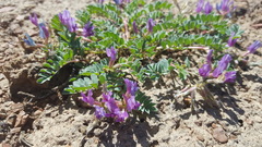 Astragalus iodanthus