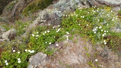 Calystegia macrostegia amplissima