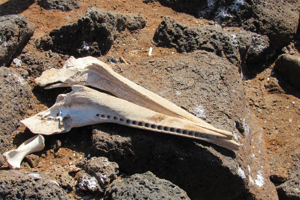 Tursiops truncatus<br>29 May, 2024