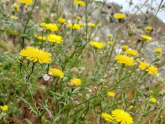 Malacothrix foliosa foliosa