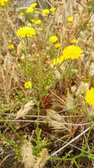 Malacothrix foliosa foliosa