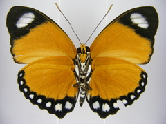 Euphaedra ruspina