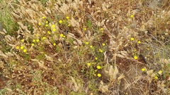 Malacothrix foliosa foliosa