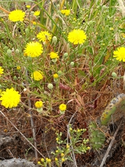 Malacothrix foliosa foliosa