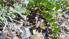 Astragalus iodanthus