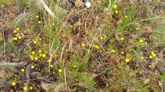 Malacothrix foliosa foliosa