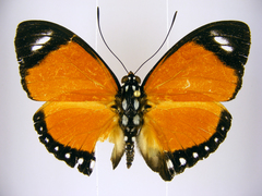 Euphaedra ruspina