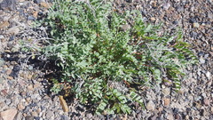 Astragalus iodanthus