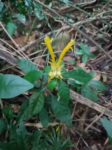 Aphelandra chamissoniana (Aphelandra chamissoniana)