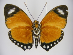 Euphaedra ruspina