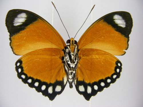 Common Orange Forester
