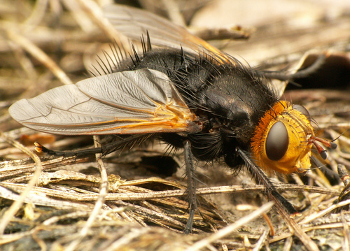 Yellow-faced Fly photo 3