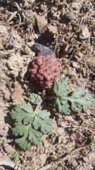 Cymopterus