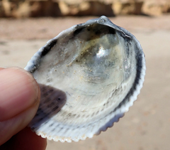 Acrosterigma cygnorum