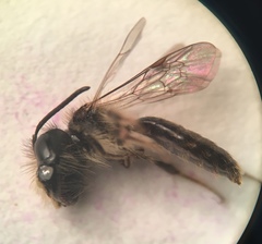 Andrena anisochlora