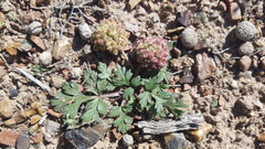 Cymopterus