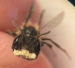 Andrena anisochlora