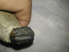 Phacops