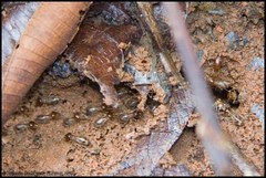 Macrotermes annandalei