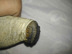 Phacops