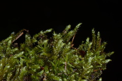 Rhynchostegium serrulatum