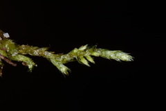 Rhynchostegium serrulatum