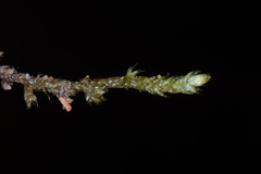 Rhynchostegium serrulatum