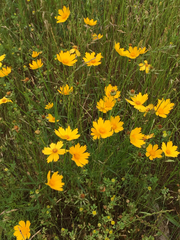 Coreopsis grandiflora