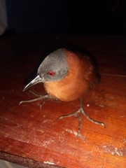 Laterallus ruber