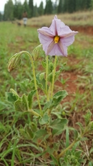 Lycianthes moziniana