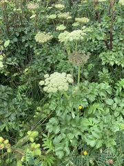 Angelica lucida