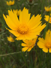 Coreopsis grandiflora