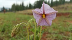Lycianthes moziniana