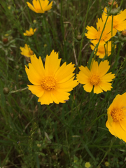 Coreopsis grandiflora