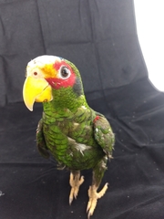 Amazona xantholora