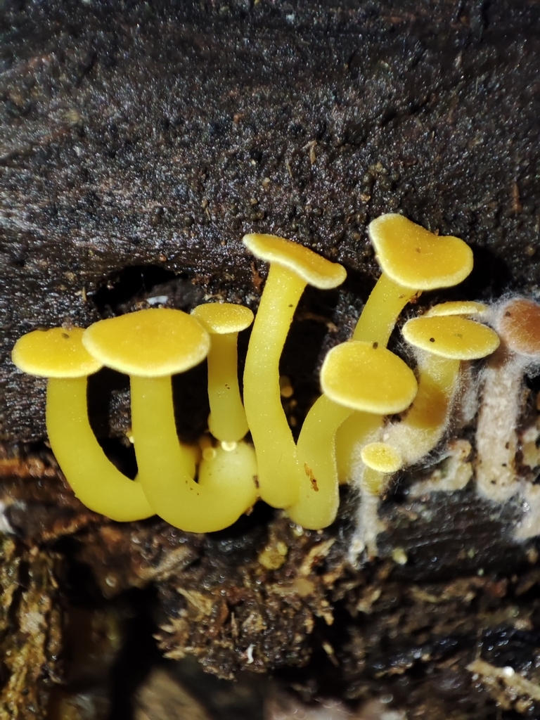 Tricholomopsis aurea · May 2024 · photo: © kyheco (iNaturalist, cc-by)