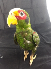 Amazona xantholora