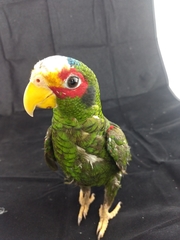 Amazona xantholora