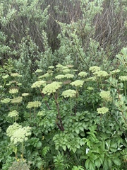 Angelica lucida